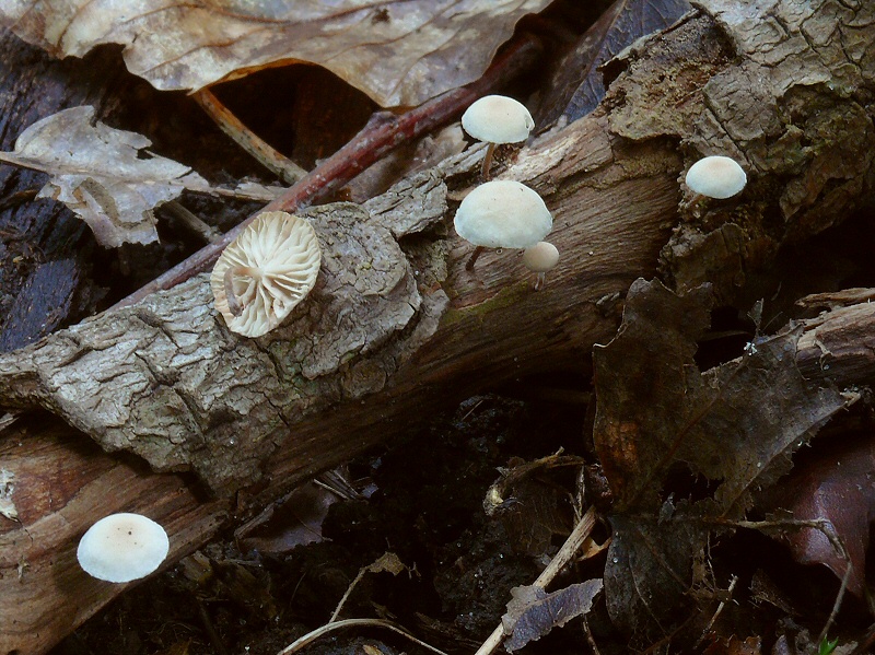 Marasmiellus ramealis